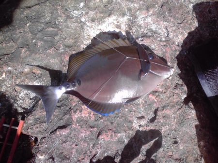 イシガキダイとサンノジハゲ